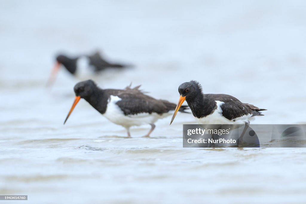 South Island Pied Oystercatchers