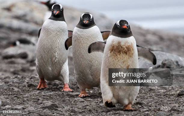 View of gentoo penguins at the Paradise Bay in the Gerlache Strait -which separates the Palmer Archipelago from the Antarctic Peninsula, on January...