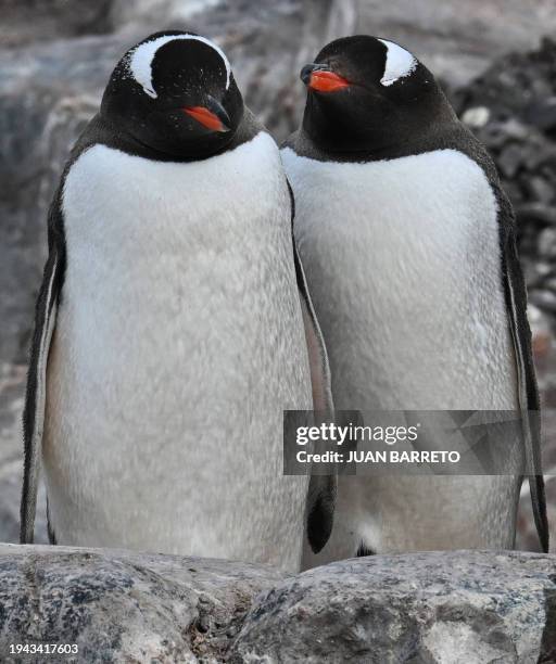 View of gentoo penguins at the Paradise Bay in the Gerlache Strait -which separates the Palmer Archipelago from the Antarctic Peninsula, on January...