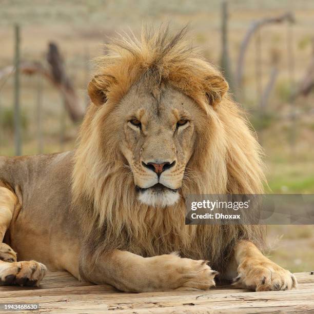 portrait of a big male lion, south africa - animal head stock pictures, royalty-free photos & images