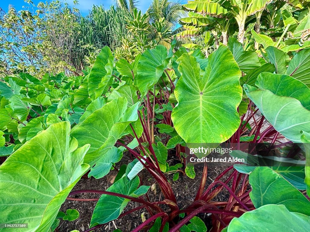 Hawaiian Punch Elephant Ear Plant (Colocasia) - Live Tropical Plant In 3" Pot