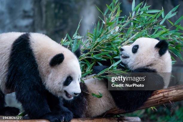 Giant pandas ''Yu Ke'' and ''Yu Ai'' are eating bamboo in the rain at Chongqing Zoo in Chongqing, China, on January 21, 2024.