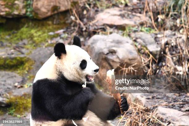 Giant panda is being shown at the Hongshan Forest Zoo in Nanjing, China, on January 21, 2024.