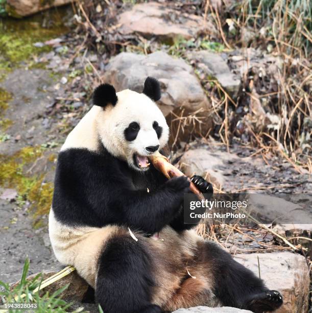 Giant panda is being shown at the Hongshan Forest Zoo in Nanjing, China, on January 21, 2024.