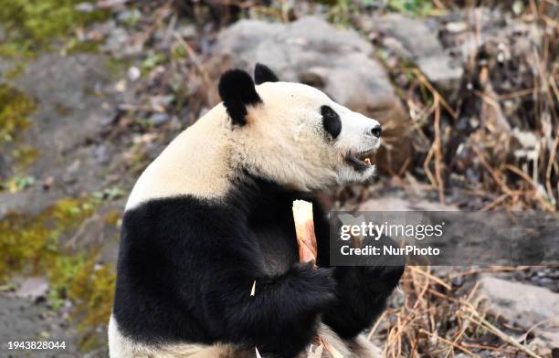 Giant panda is being shown at the Hongshan Forest Zoo in Nanjing, China, on January 21, 2024.