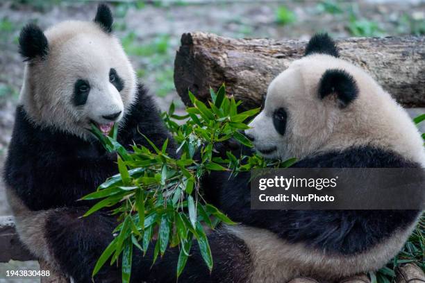 Giant pandas ''Yu Ke'' and ''Yu Ai'' are eating bamboo in the rain at Chongqing Zoo in Chongqing, China, on January 21, 2024.