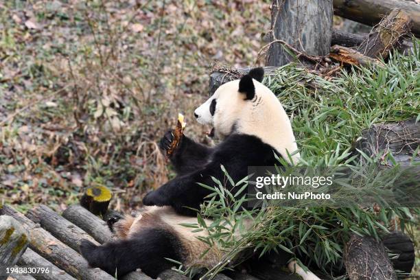 Giant panda is being shown at the Hongshan Forest Zoo in Nanjing, China, on January 21, 2024.