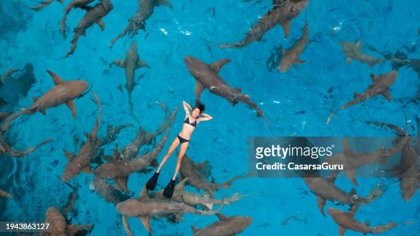 aerial view of a teen girl swimming above a school of sharks - nurse shark stockfoto's en -beelden