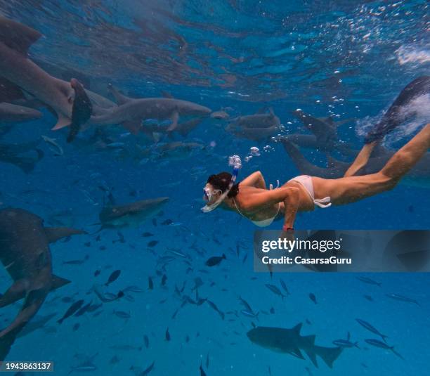 adult woman underwater diving with sharks - woman shark stock pictures, royalty-free photos & images