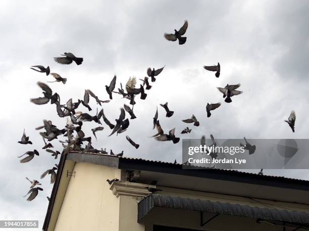 pigeons flying over the old roof of a building - flapping wings stock pictures, royalty-free photos & images