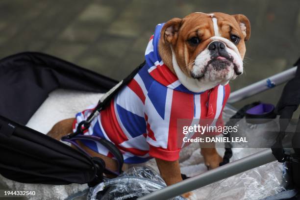 Dog wearing a Union Jack outfit is pictured outside Westminster Magistrates court, in central London on January 22, 2024.