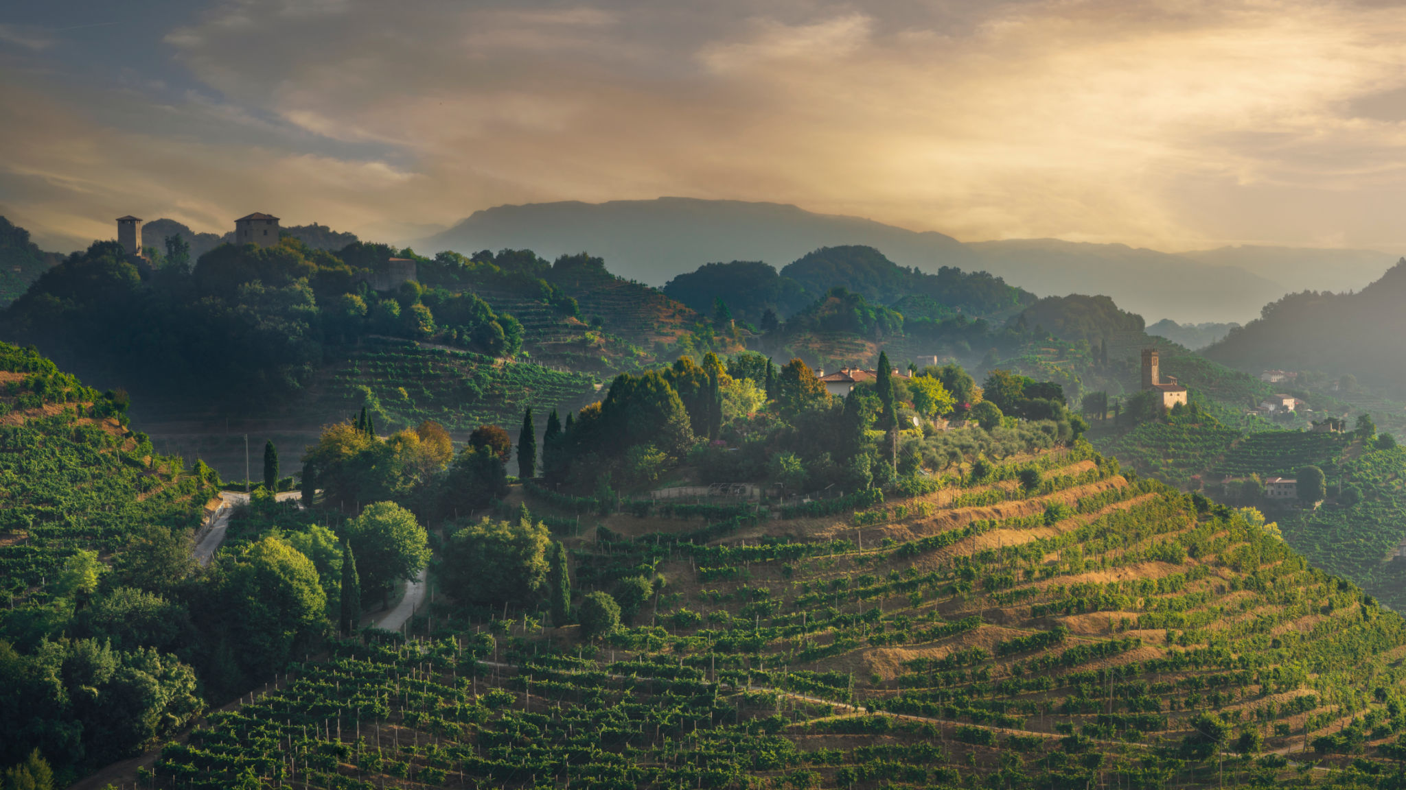 prosecco hills vineyards