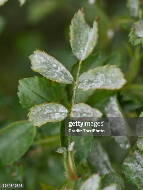 close-up rose leaf infected with powdery mildew - powdery mildew fungus stockfoto's en -beelden