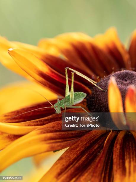 close-up green grasshopper perching on bright orange color coneflower in bloom - orange camouflage stock pictures, royalty-free photos & images
