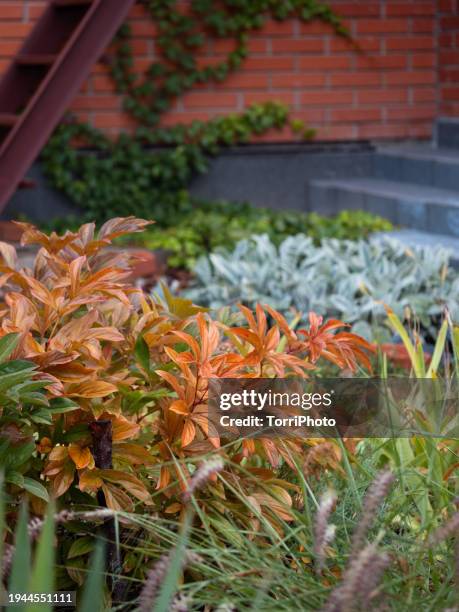 close-up autumn garden landscape view of a border planted with shrubs, perennials and ornamental grass. selective focus on autumn orange color leaves peony. stachys byzantina and parthenocissus tricuspidata veitchii on background - veitchii stock pictures, royalty-free photos & images