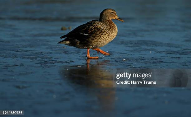 Ducks are seen on a frozen pond on the Longforth Farm Development on January 19, 2024 in Wellington, United Kingdom.