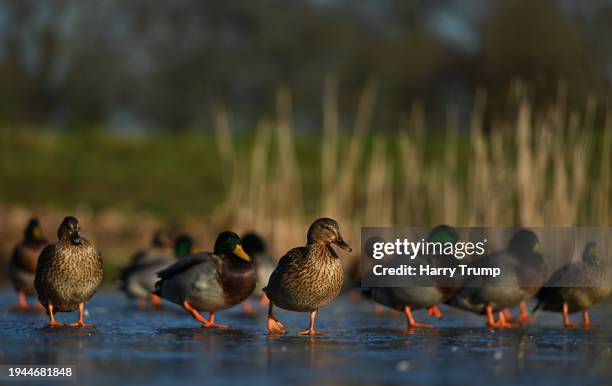 Ducks are seen on a frozen pond on the Longforth Farm Development on January 19, 2024 in Wellington, United Kingdom.