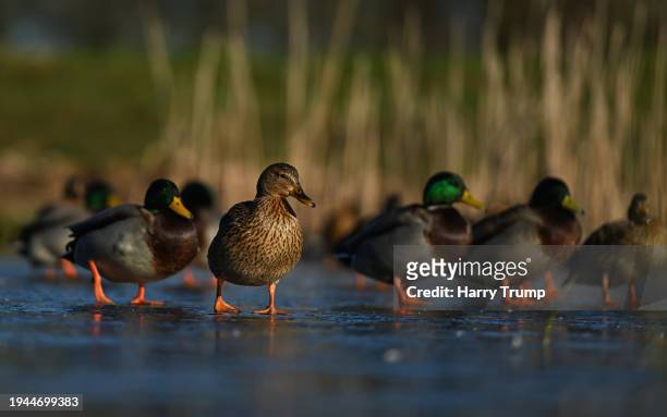 Ducks are seen on a frozen pond on the Longforth Farm Development on January 19, 2024 in Wellington, United Kingdom.