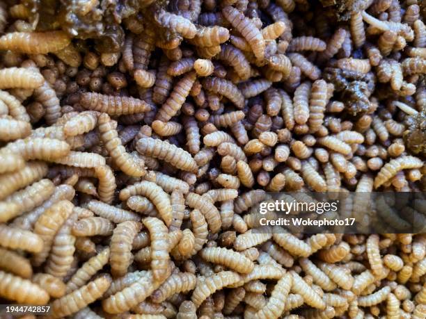 maggots fly larva - maggots stock pictures, royalty-free photos & images