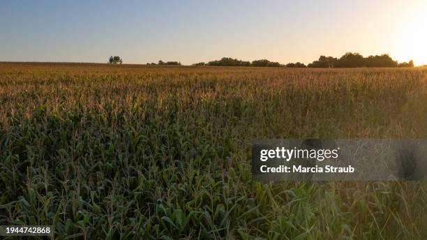 cornfield at sunset - food silhouette stock pictures, royalty-free photos & images