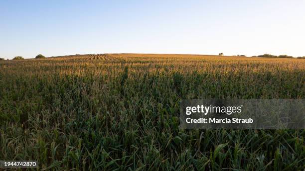 Iowa Cornfields 678 Iowa Corn Fields Stock Photos, High-Res Pictures, and Images ...