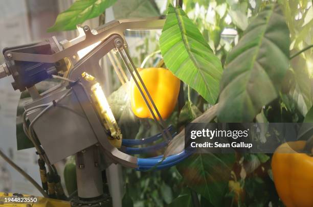 Robotic pepper picker demonstrates its ability in the Holland hall at the Green Week agricultural trade fair on its opening day on January 19, 2024...