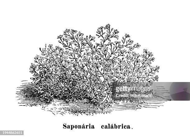 old engraved illustration of botany, common soapwort, bouncing-bet, crow soap, wild sweet william or soapweed (saponaria calabrica) a common perennial plant from the family caryophyllaceae - saponaria stock pictures, royalty-free photos & images