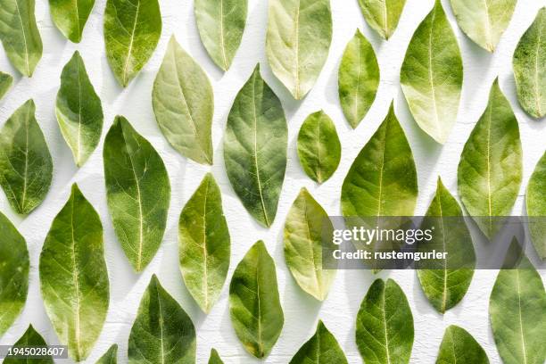 green bay leaves on white wood background - bayleaf stock-fotos und bilder