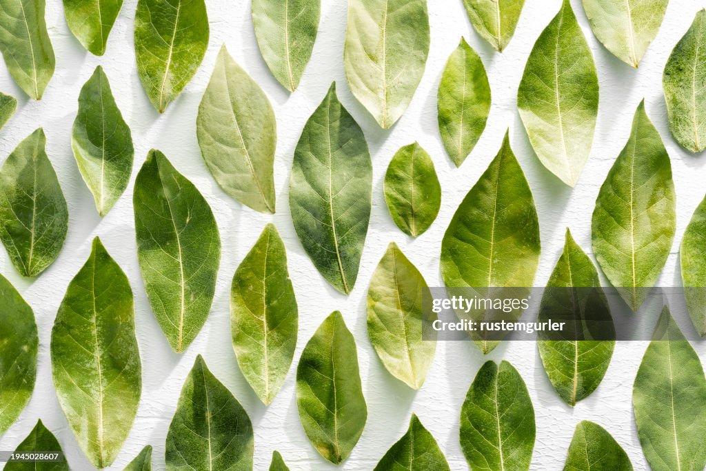 白い木の背景に緑の月桂樹の葉