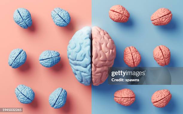 anatomy of right and left lobes of human brain on soft colored background - relax brain bildbanksfoton och bilder