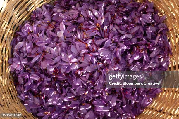 saffron harvest - spice basket stock pictures, royalty-free photos & images