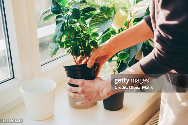 woman enjoying planting. woman taking care of houseplants. - zimmerpflanze stock-fotos und bilder