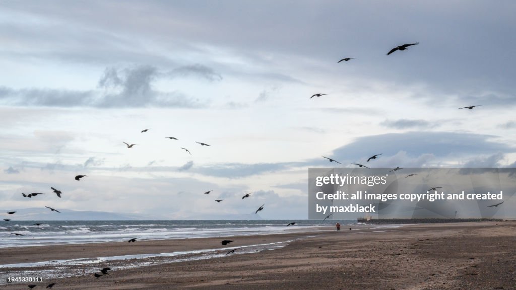 Rooks on the beach-Girvan, South Ayrshire, Scotland.