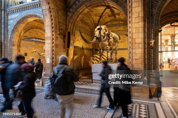 Fossilised skeleton of an American Mastodon, an Ice Age relative of the elephant at the Natural History Museum on 19th January 2024 in London, United...