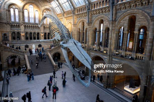 Visitors beneath the suspended skeleton of a Blue Whale in the Hintze Hall, the main entrance atrium at the Natural History Museum on 19th January...