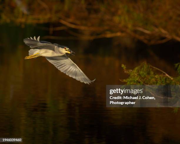 black-crowned night heron with catfish in flight - loricariidae stock pictures, royalty-free photos & images