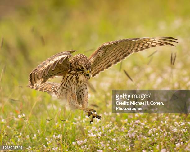 red-shouldered hawk pounce - pounce attack stock pictures, royalty-free photos & images