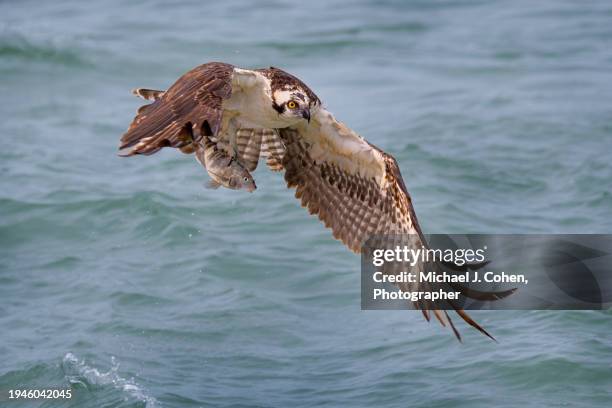 osprey with pigfish - wrasses stock pictures, royalty-free photos & images