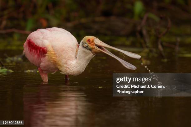 roseate spoonbill fishing - delray beach bildbanksfoton och bilder