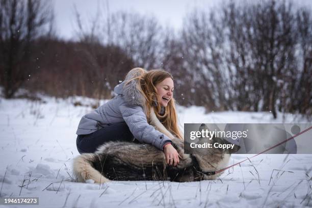 young woman playing with husky dog outdoors on a snowy day - sled dog stock pictures, royalty-free photos & images