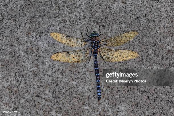 damselfly with spread wings - damselfly stockfoto's en -beelden