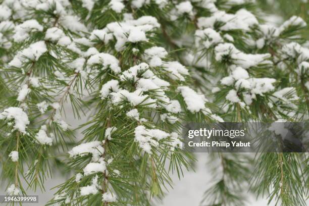 snow on a pine tree - capitol hill winter stock pictures, royalty-free photos & images