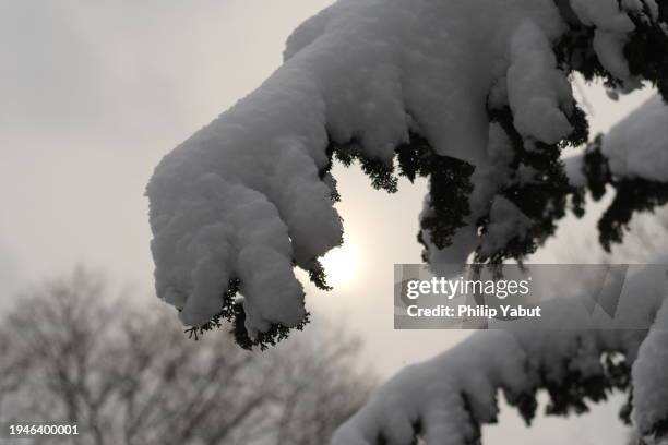 thick snow on a tree - capitol hill winter stock pictures, royalty-free photos & images