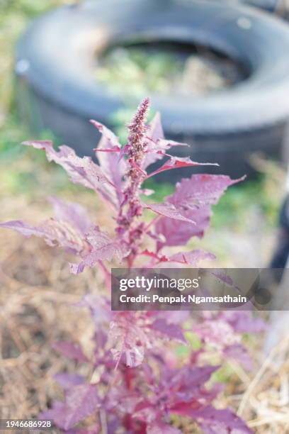 amaranthus viridis, amaranthaceae red leaves vegetable fresh blooming in garden, nature food background - abyssinica stock pictures, royalty-free photos & images