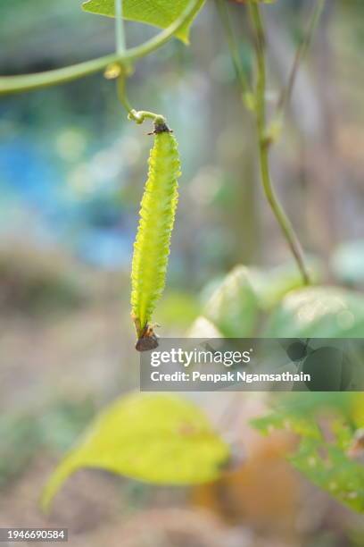 winged bean vegetable - princess bean - fotografias e filmes do acervo