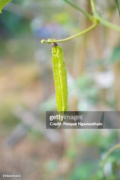 winged bean vegetable - princess bean - fotografias e filmes do acervo