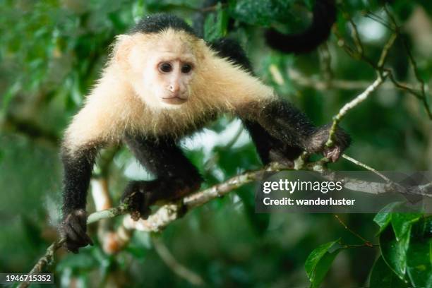 curious little monkey in panama - panama wildlife stock pictures, royalty-free photos & images