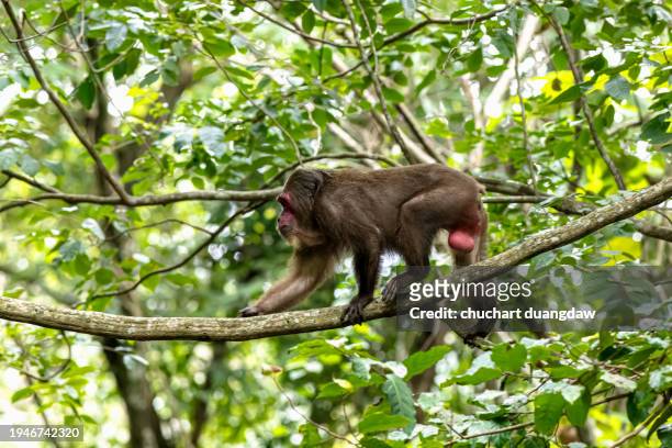 stump-tailed macaque (macaca arctoides) in tropical rainforest - macaque fight stock pictures, royalty-free photos & images