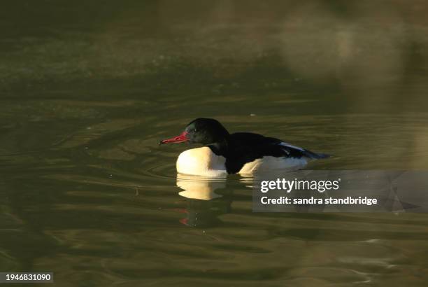 a male goosander, mergus merganser, swimming on a fast flowing river in the uk. it has been diving under the water catching fish to eat. - freshwater bird stock pictures, royalty-free photos & images