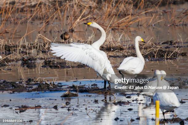 flocks of beautiful and large whooper swan and tundra swan (cygnus cygnus, cygnus columbianus family comprising ducks) in flapping wings.

at watarase retarding basin, tochigi, japan,
ramsar convention registered site.
photo by january 19, 2024. - cygnus columbianus stock pictures, royalty-free photos & images